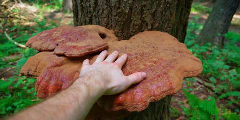 A man's hand on a mature wild Reishi mushroom growing on a tree in the forest.