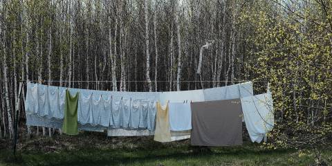 Fresh Laundry hanging on a clothes line with birch trees in the background.