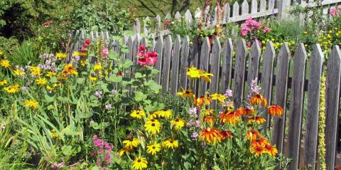 Organic gardening with annual flowers around wooden border.