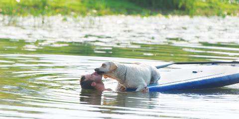 Man and dog swimming