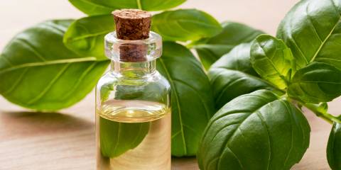 a bottle of basil oil surrounded by fresh herbs