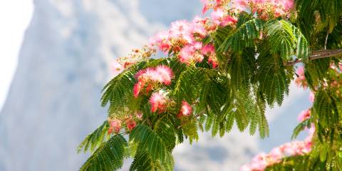 a persian silk tree in bloom