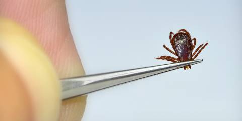 a tick being held with a pair of tweezers