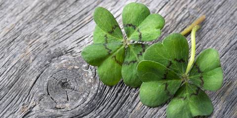a pair of four-leaf clovers