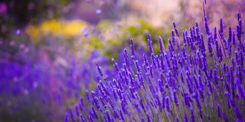 lavender growing in a garden or field