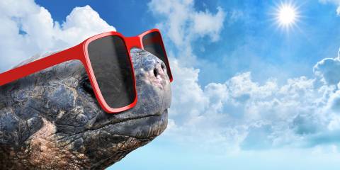an old tortoise wearing hip sunglasses