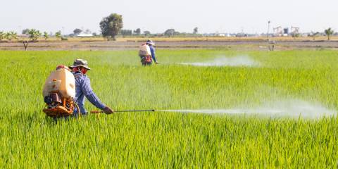 Farmers spraying pesticide in a rice paddy