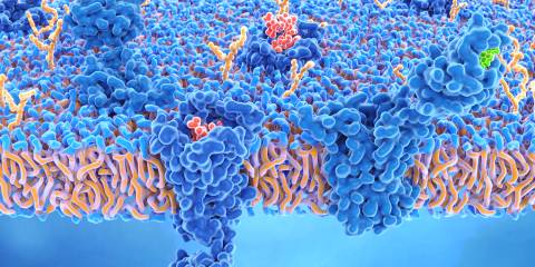 Image of two brain cell receptors: delta opioid receptor and cannabinoid.