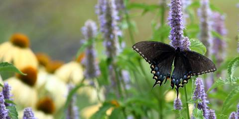 Anise Hyssop with a swallowtail butterfly on it.