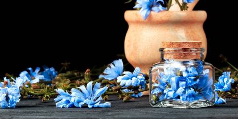 Fresh chicory flowers in a wooden mortar & pestle.