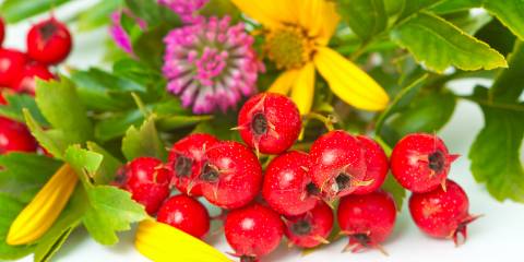 Hawthorne berries and leaves