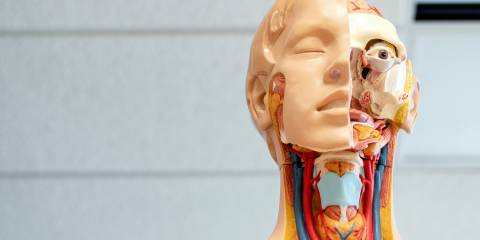 a scientific model of the lymph system