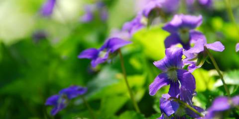 violets growing in a sunny garden