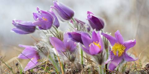 a cluster of pasqueflowers in the wild