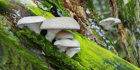 oyster mushrooms growing in the wild