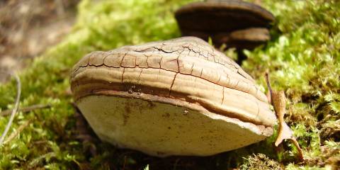 a phellinus mushroom, used in traditional medicine, growing on a tree