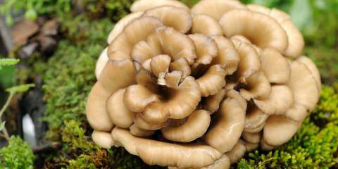 Maitake Mushroom