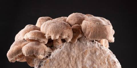 shiitake mushrooms growing on a block of mycelium
