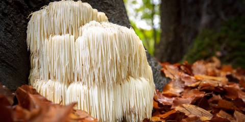 Lion's Mane mushroom growing in a forest