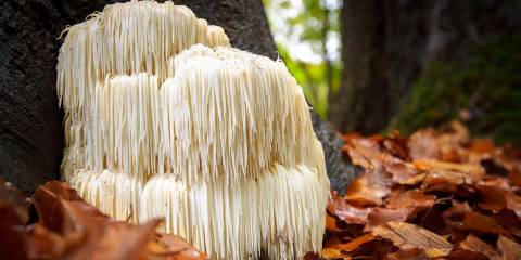 Lion's Mane mushroom growing in a forest