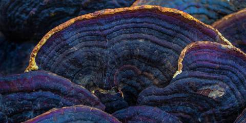 meshima mushroom growing in the wild