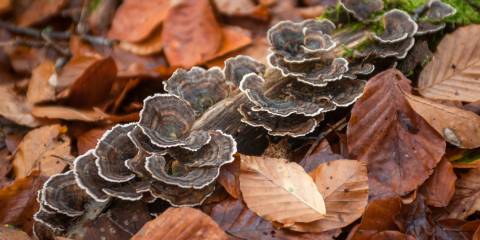 turkey tail mushroom growing on a log