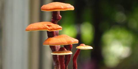 reishi mushrooms growing in a bonsai shape