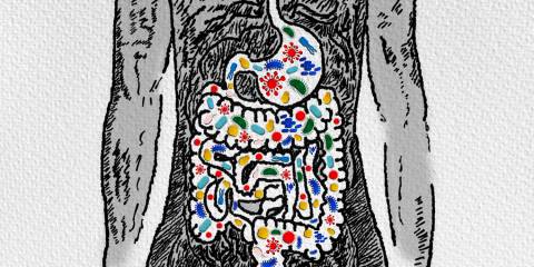 an illustration of healthy bacteria in the human digestive tract