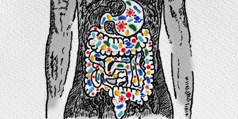 a cartoon x-ray of an inflammed intestine, with leaky gut, dysbiosis and SIBO