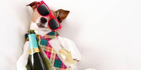 a terrier with a really nasty champagne hangover