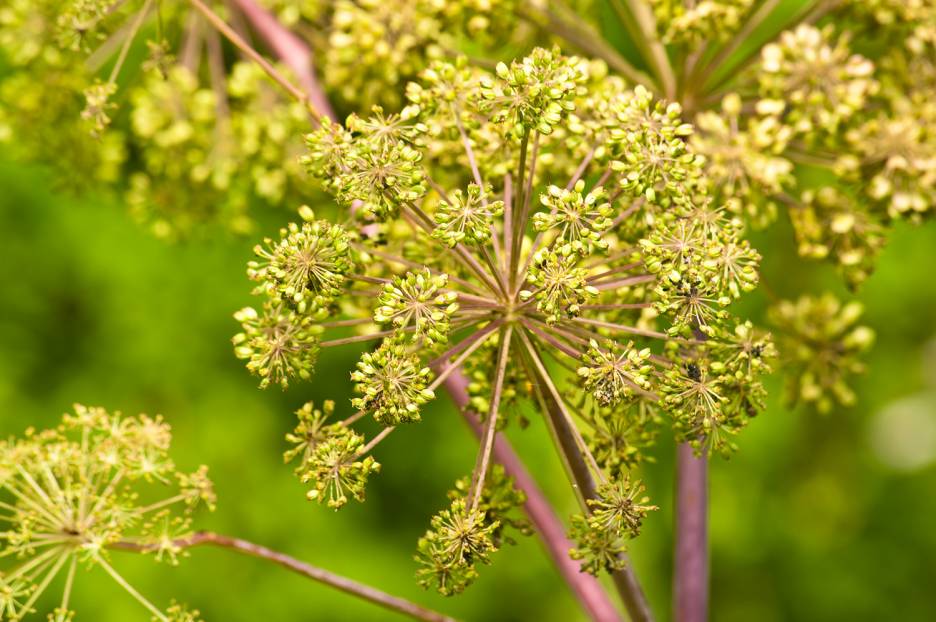 Strengthen a Weak Bladder with the Medicinal Herb Angelica Taste For Life