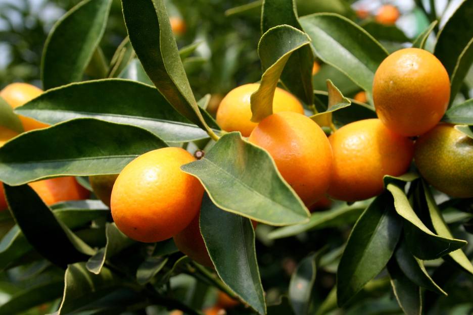 What Is a Kumquat? Taste For Life