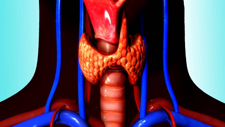 Щитовидная железа и желчный пузырь. Щитовидная железа гифка. Эндокринология система. Щитовидная железа мультяшная.