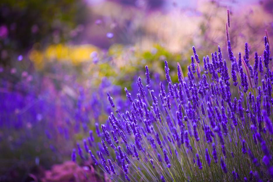 Medicinal Uses for Lavender | Taste For Life