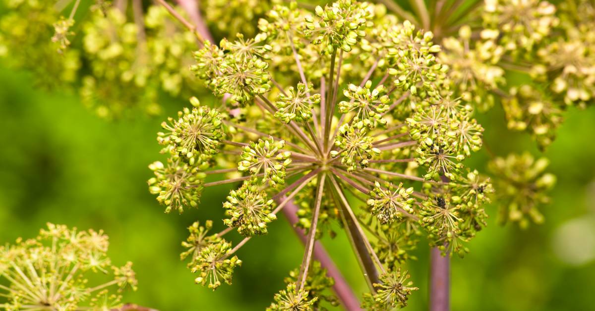 Strengthen a Weak Bladder with the Medicinal Herb Angelica Taste For Life