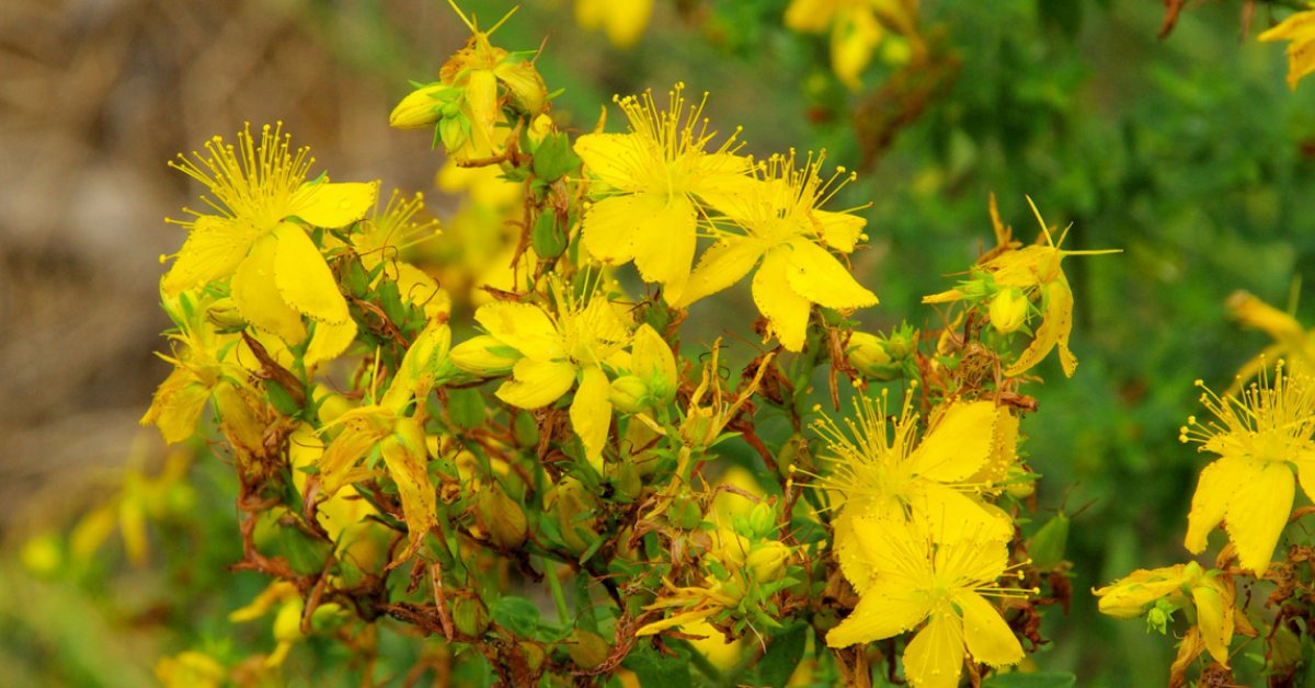 St. John s Wort Nature s Antidepressant Taste For Life