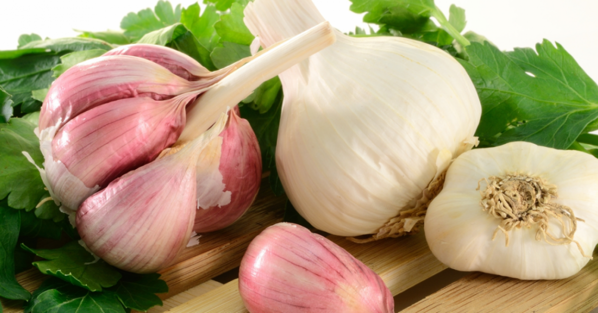 Close Up Of White Garlic Sprouts Planted In The Dirt Background, Garlic  Plant Picture, Garlic, Plant Background Image And Wallpaper for Free  Download