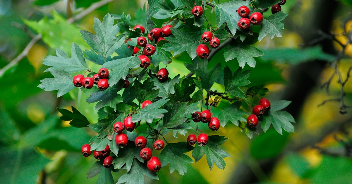 Health Benefits of Wild Berries | Taste For Life