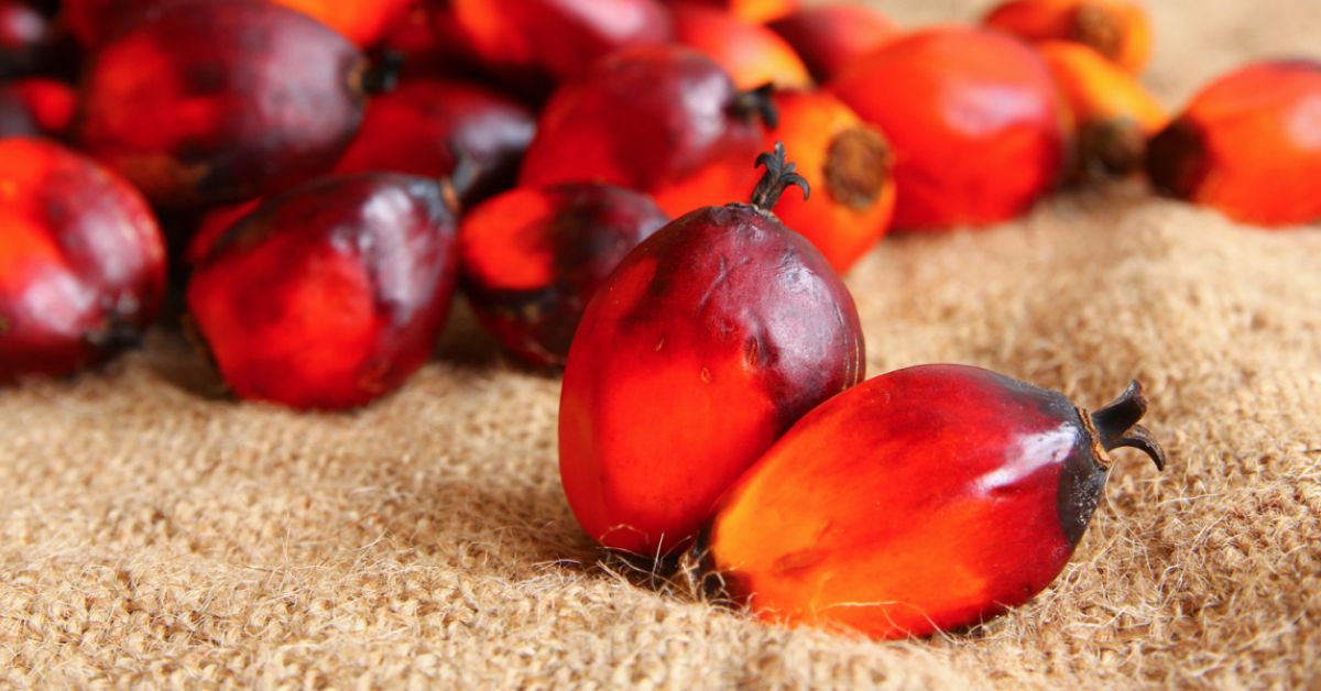 PALM OIL Most popular cooking oil in west african !! How red palm