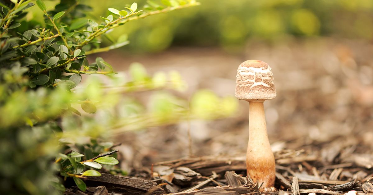 How to Garden with Mushrooms