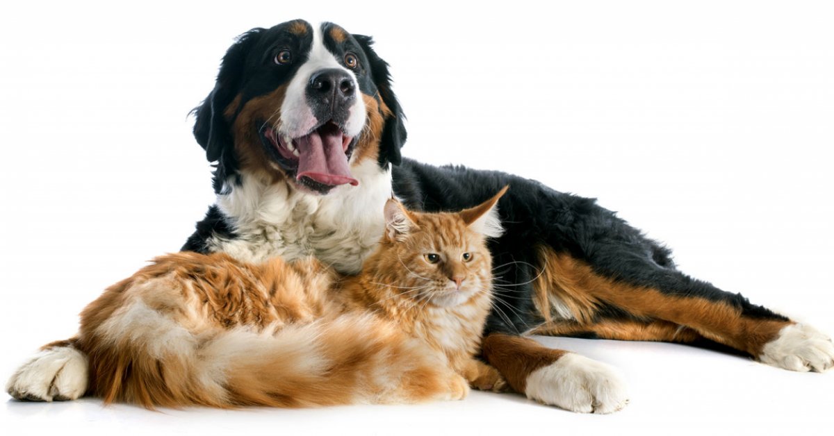 fish oil for dogs and cats