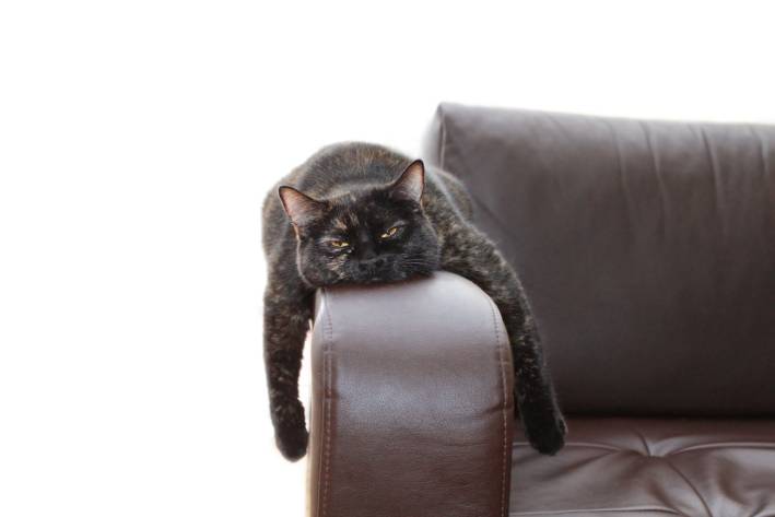 Navigating the Stress Spectrum Dark colored cat with half-closed eyes draped over the arm of a brown leather chair.