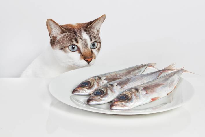 A hungry cat staring at a plate of fish