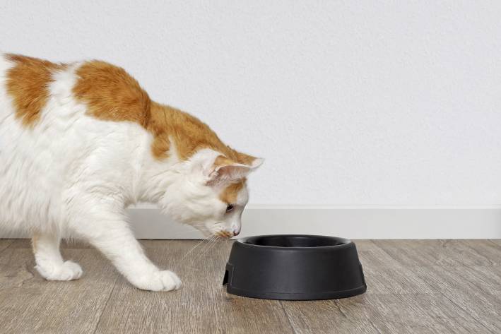 Tabby cat looking curious to a pet food dish.