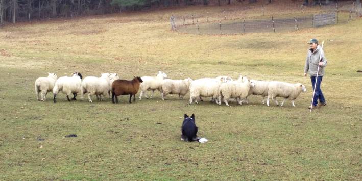 Sheepherding for health?