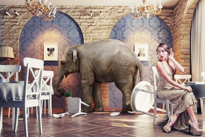 A woman preening and ignoring the elephant in the room, literally.