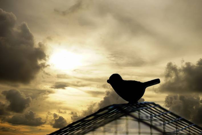 Silhouette bird escaping from the cage.
