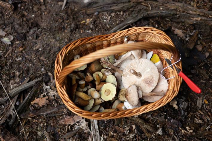 a basket of wild mushrooms on the forest floor