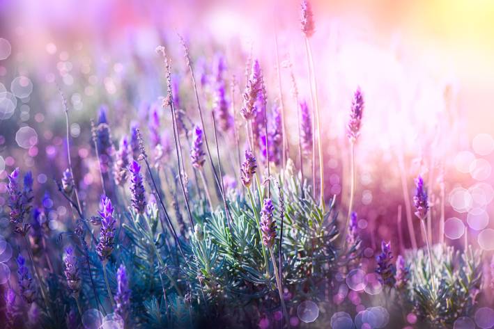 a field of lavender glowing with golden light