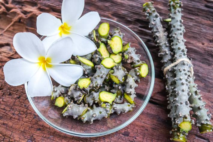 Tinospora cordifolia herb with white plumeria flower on old wooden background